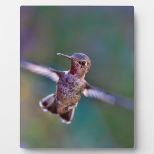 Hummingvogel Fotoplaat