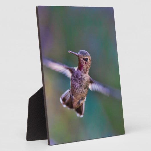 Hummingvogel Fotoplaat (Zijkant)