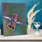 Hummingvogel Fotoplaat (Zijkant)