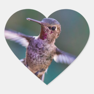 Hummingvogel Hart Sticker