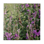 Hummingvogel in Paars Tegeltje (Voorkant)