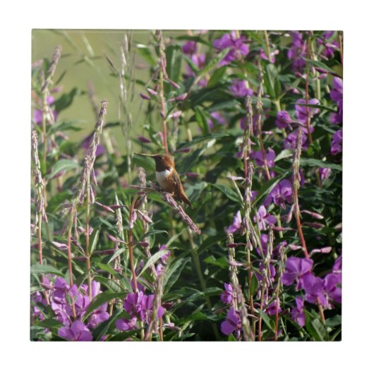 Hummingvogel in Paars Tegeltje (Voorkant)