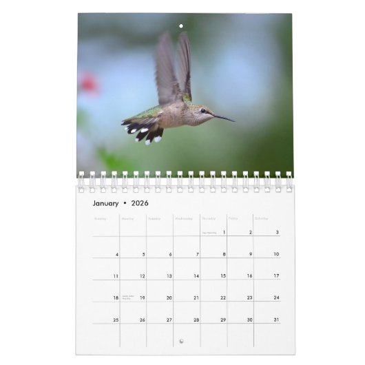Hummingvogel Kalender (Jan 2026)