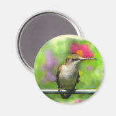 Hummingvogel Magneet (Voorkant / Achterkant)