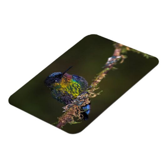 Hummingvogel Magneet (Linkerzijde)