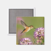 Hummingvogel Magneet (Voorkant / Achterkant)