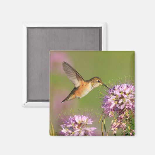 Hummingvogel Magneet (Voorkant / Achterkant)