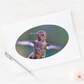 Hummingvogel Ovale Sticker (Envelop)