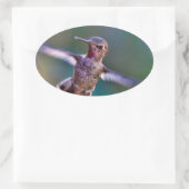 Hummingvogel Ovale Sticker (Tas)
