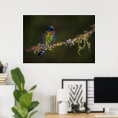 Hummingvogel Poster (Thuiskantoor)
