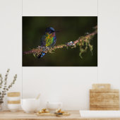 Hummingvogel Poster (Keuken)