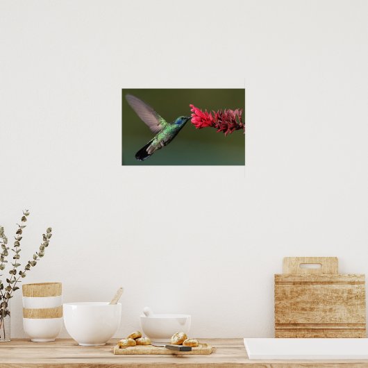 Hummingvogel Poster (Keuken)
