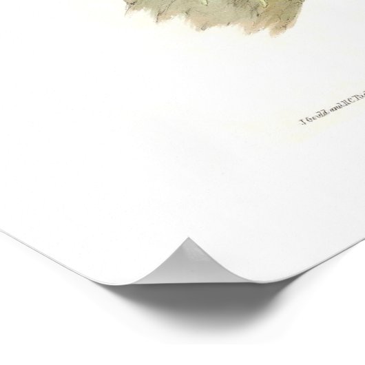 Hummingvogel Poster (Hoek)