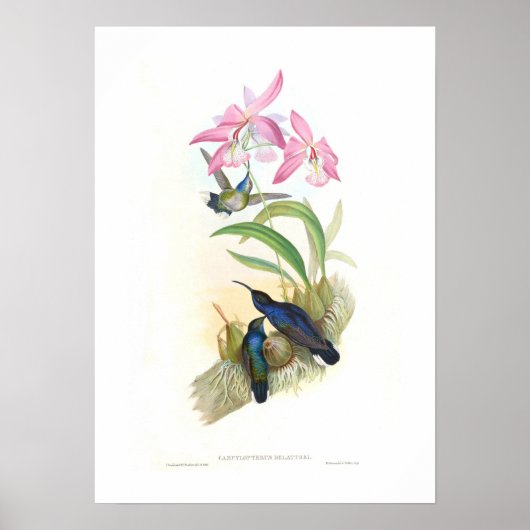 Hummingvogel Poster (Voorkant)