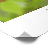 Hummingvogel Poster (Hoek)