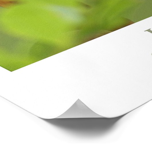 Hummingvogel Poster (Hoek)