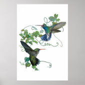 Hummingvogel Poster (Voorkant)