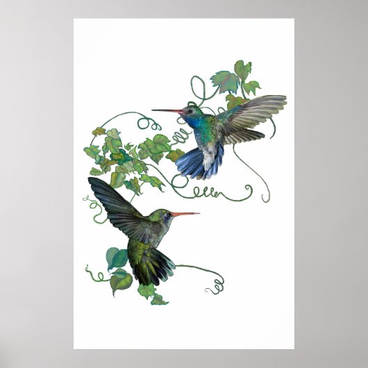 Hummingvogel Poster (Voorkant)
