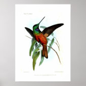 Hummingvogel Poster (Voorkant)