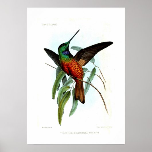 Hummingvogel Poster (Voorkant)