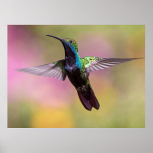 Hummingvogel Poster