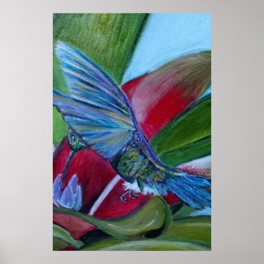 Hummingvogel Poster (Voorkant)