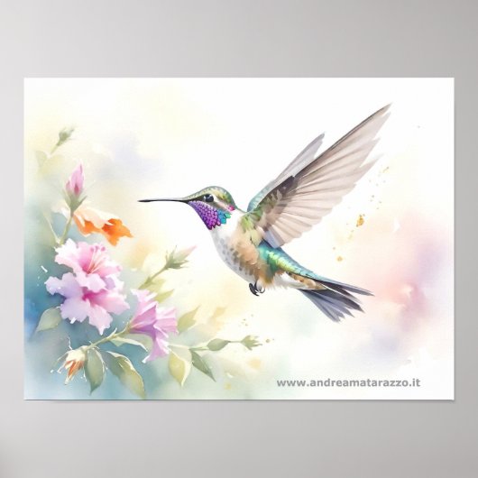 Hummingvogel Poster (Voorkant)