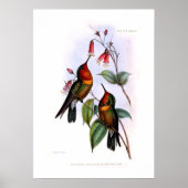 Hummingvogel Poster (Voorkant)