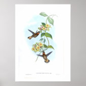 Hummingvogel Poster (Voorkant)