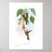 Hummingvogel Poster (Voorkant)