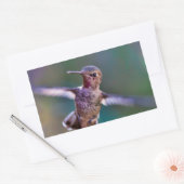 Hummingvogel Rechthoekige Sticker (Envelop)