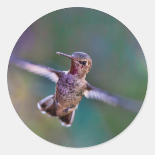Hummingvogel Ronde Sticker