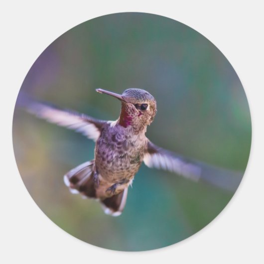 Hummingvogel Ronde Sticker (Voorkant)