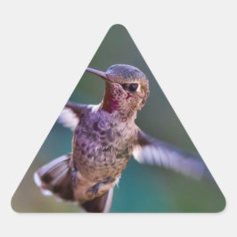 Hummingvogel Sticker