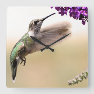Hummingvogel Vierkante Klok