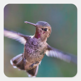 Hummingvogel Vierkante Sticker
