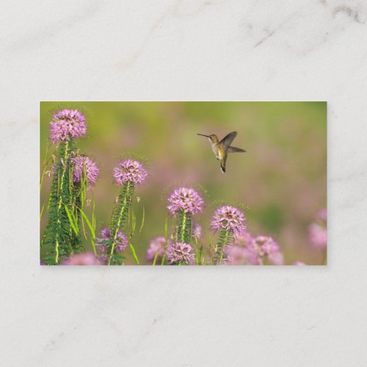 Hummingvogel Visitekaartje (Achterkant)