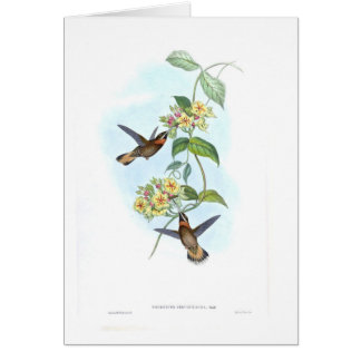 Hummingvogels