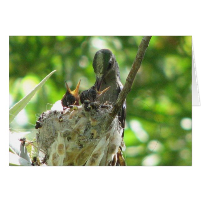 Hummingvogels (Voorkant Horizontaal)