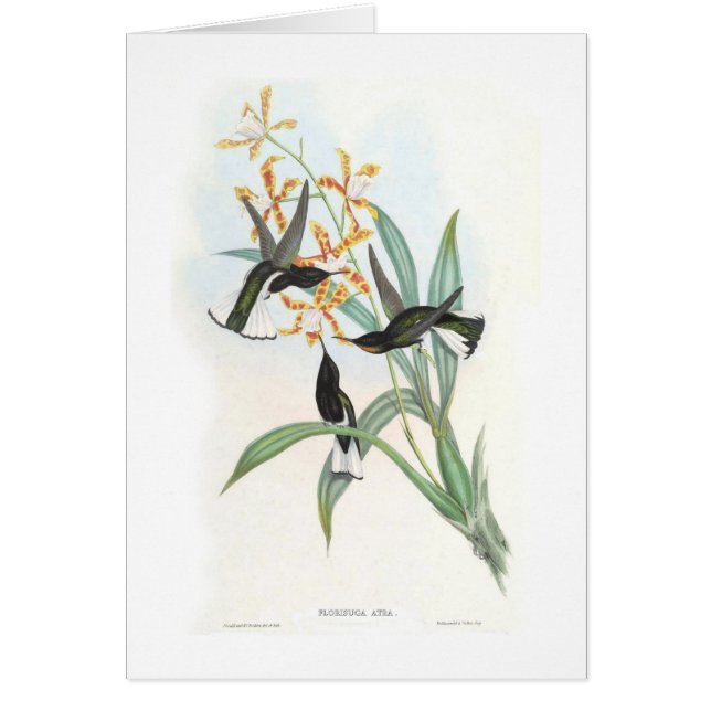 Hummingvogels (Voorkant)