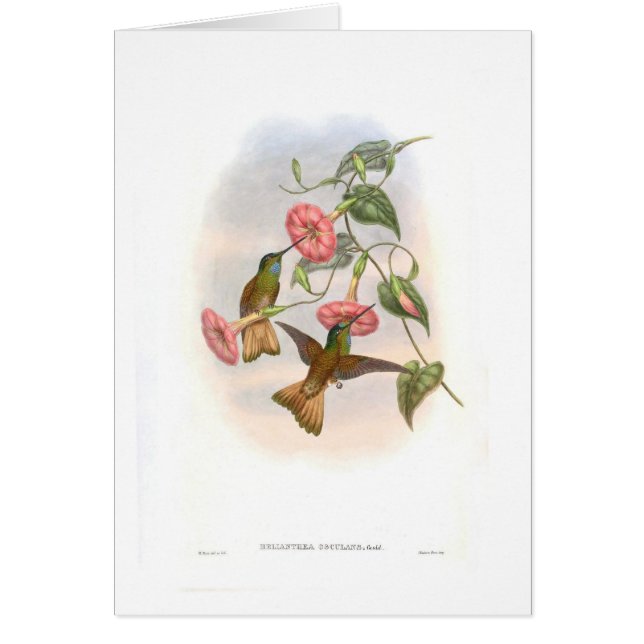 Hummingvogels (Voorkant)