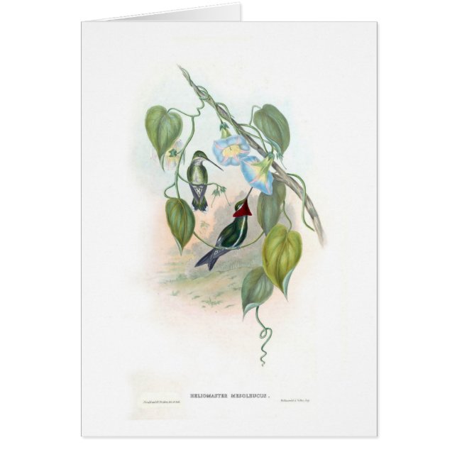 Hummingvogels (Voorkant)