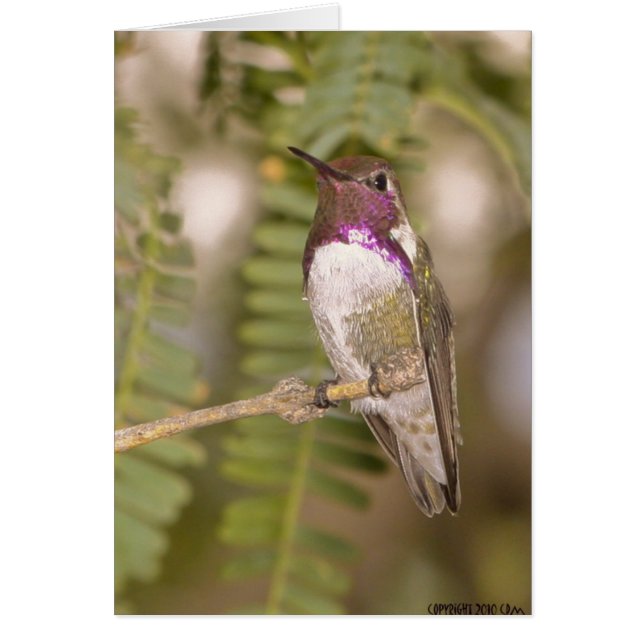 Hummingvogels068 (Voorkant)