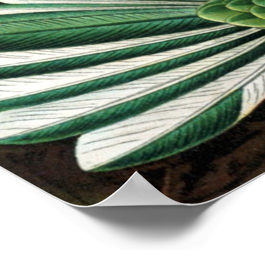 Hummingvogels afdrukken poster (Hoek)