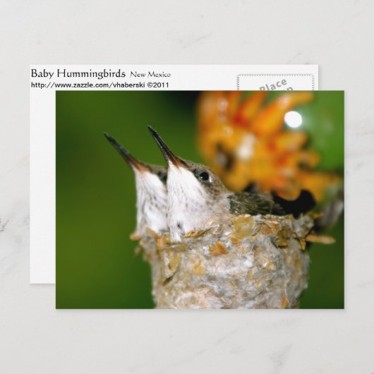 Hummingvogels Briefkaart (Voorkant / Achterkant)