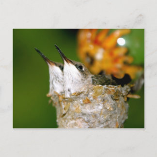 Hummingvogels Briefkaart