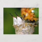 Hummingvogels Briefkaart (Voorkant)