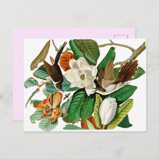 Hummingvogels Briefkaart (Voorkant / Achterkant)