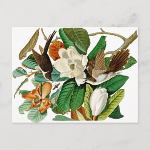 Hummingvogels Briefkaart