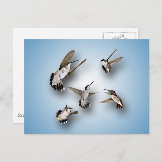 Hummingvogels Briefkaart (Voorkant / Achterkant)
